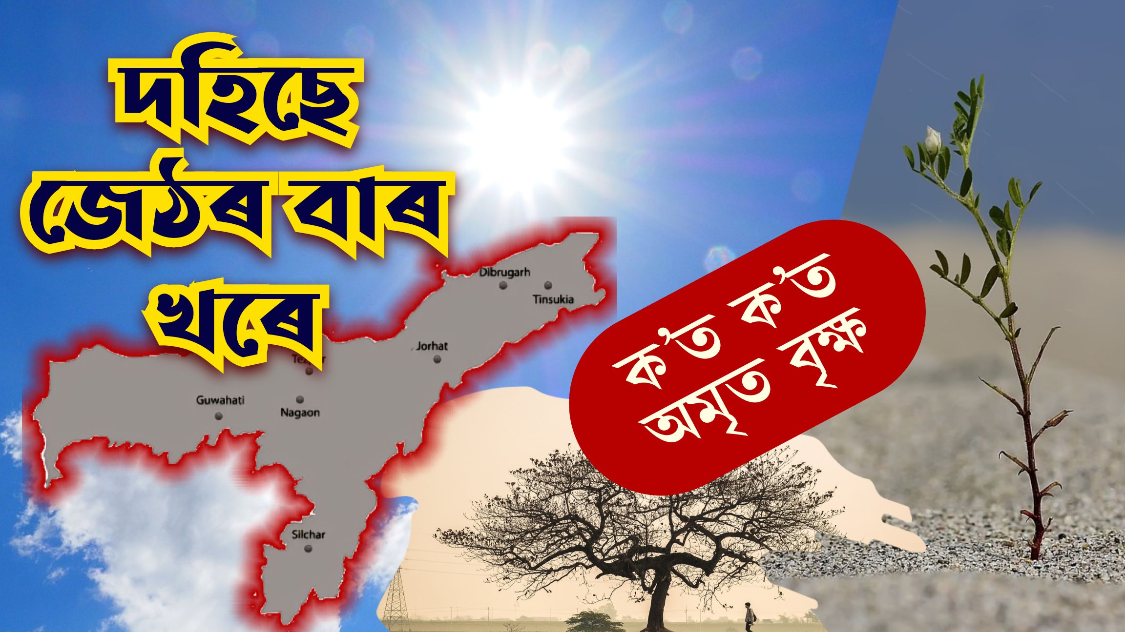 ক’ত ক’ত আছে অমৃত বৃক্ষ আঁচনিৰ গছ